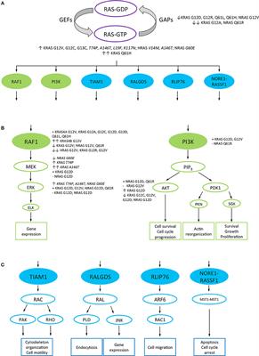 A Comparative Analysis of Individual RAS Mutations in Cancer Biology